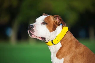 Нашийник для собак шкіряний WAUDOG Glamour з QR паспортом, без прикрас, Ш 25 мм, Дл 38-49 см, жовтий