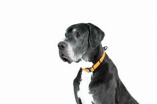 Ошейник EVOLUTOR, регулируемый универсальный размер (ширина 25 мм, длина 25-70 cм), оранжевый