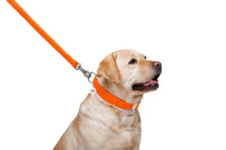 Поводок для собак кожаный WAUDOG Glamour, Ш 25 мм, Дл 122 см, оранжевый