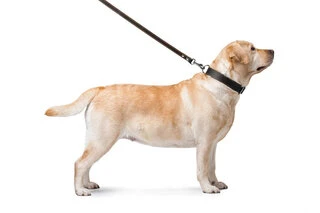 Поводок "CoLLaR" подвійний з прошивкою (ширина 20мм, довжина 122см), чорний