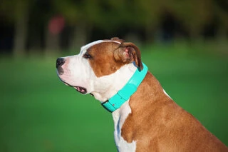 Нашийник для собак шкіряний WAUDOG Glamour з QR паспортом, без прикрас, Ш 25 мм, Дл 38-49 см, ментоловий