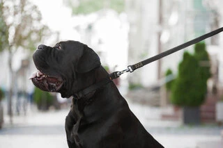 Поводок "EVOLUTOR" (ширина 25 мм, длина 210 см), черный