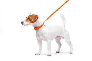 Поводок для собак кожаный WAUDOG Glamour, Ш 12 мм, Дл 122 см, оранжевый