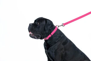 Поводок для собак водостійкий WAUDOG Waterproof, Ш 25 мм, Дл 122 см, рожевий