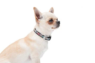 Нашийник для собак шкіряний WAUDOG Design з QR паспортом, малюнок "Пончик", Ш 12 мм, Дл 19-25 см, чорний