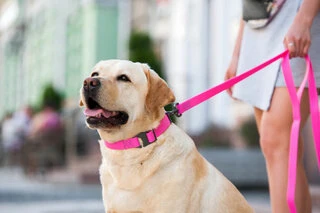 Поводок для собак водостойкий WAUDOG Waterproof, S, Ш 15 мм, Дл 305 cм, розовый