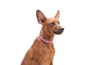 Ошейник для собак кожаный WAUDOG Classic, Ш 12 мм, Дл 21-29 см, розовый