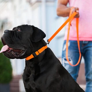 Поводок для собак "EVOLUTOR" (ширина 25 мм, длина 120 см), САМЫЙ ПРОЧНЫЙ ПОВОДОК, оранжевый