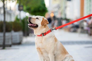 Повідець для собак водостійкий WAUDOG Waterproof, Ш 25 мм, Дл 122 см, червоний