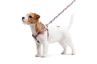 Поводок для собак нейлоновий WAUDOG Nylon, малюнок "Вітраж", Ш 15 мм, Дл 122 см