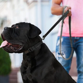 Поводок "EVOLUTOR" (ширина 25 мм, длина 210 см), черный