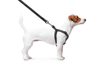 Поводок для собак водостійкий WAUDOG Waterproof з QR-паспортом, металевий фастекс, Ш 15 мм, Дл 40-55 см, чорний