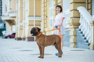 Ошейник EVOLUTOR, регулируемый универсальный размер (ширина 25 мм, длина 25-70 cм), оранжевый