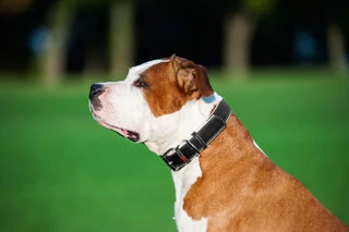 Ошейник для собак кожаный WAUDOG Soft с QR паспортом, Ш 2,5 см, Дл 38-49 см