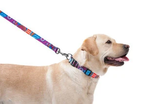 Поводок для собак нейлоновий WAUDOG Nylon, малюнок "Літо", Ш 20 мм, Дл 122 см