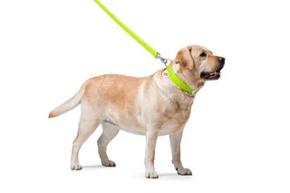 Поводок для собак кожаный WAUDOG Glamour, Ш 25 мм, Дл 122 см, салатовый