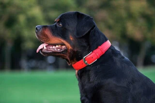 Нашийник для собак шкіряний WAUDOG Glamour з QR паспортом, без прикрас, Ш 25 мм, Дл 38-49 см, червоний