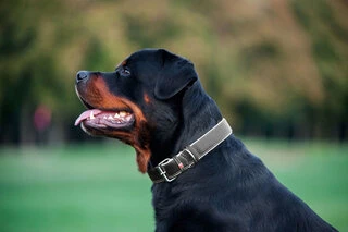 Ошейник для собак кожаный WAUDOG Soft с QR паспортом, Ш 2,5 см, Дл 38-49 см