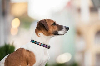 Ошейник для собак кожаный WAUDOG Design с QR паспортом, рисунок "Лето", Ш 12 мм, Дл 21-29 см, черный