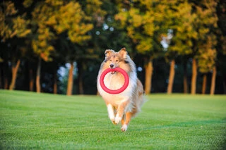 Кольцо для апортировки PitchDog20, диаметр 20 см, розовый