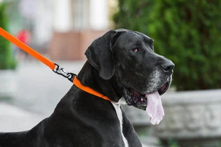 Поводок "EVOLUTOR" (ширина 25 мм, довжина 210 см), оранжевий