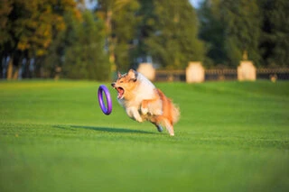 Тренувальний снаряд для собак PULLER Standard, діаметр 28см