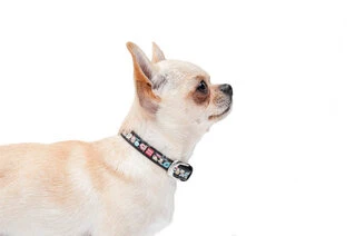 Нашийник для собак шкіряний WAUDOG Design з QR паспортом, малюнок "Пончик", Ш 12 мм, Дл 19-25 см, чорний