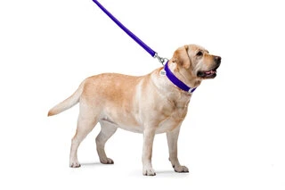 Поводок для собак кожаный WAUDOG Glamour, Ш 25 мм, Дл 122 см, фиолетовый