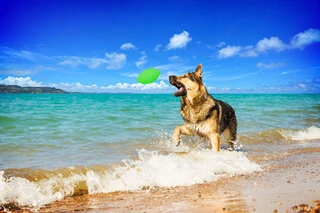 Ігровий м'яч для апортировки PitchDog, діаметр 9 см, салатовий