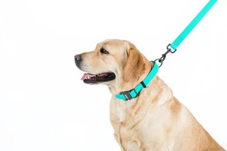 Поводок для собак водостійкий WAUDOG Waterproof, світиться, Ш 25 мм, Дл 183 см