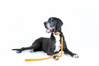 Поводок "EVOLUTOR" (ширина 25 мм, довжина 210 см), оранжевий