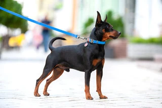 Нашийник для собак водостійкий WAUDOG Waterproof з QR-паспортом, металевою пряжкою-фастекс, Ш 25 мм, Дл 31-49 см, блакитний