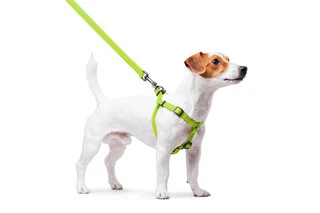 Поводок для собак водостійкий WAUDOG Waterproof з QR-паспортом, металевий фастекс, Ш 15 мм, Дл 40-55 см, салатовий