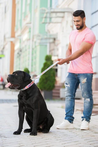 Нашийник для собак шкіряний WAUDOG Design з QR паспортом, малюнок "Літо", Ш 35 мм, Дл 46-60 см, білий