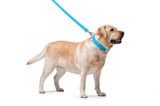 Повідок для собак шкіряний WAUDOG Glamour, Ш 25 мм, Дл 122 см, блакитний