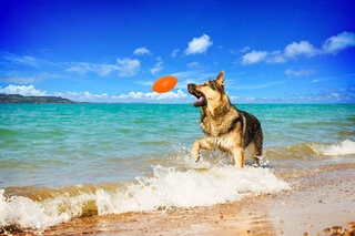 Игровой мяч для апортировки PitchDog, диаметр 9 см, оранжевый