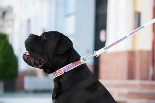 Нашийник для собак шкіряний WAUDOG Design з QR паспортом, малюнок "Літо", Ш 35 мм, Дл 46-60 см, білий