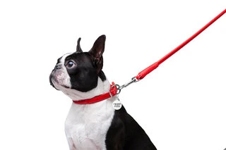 Поводок для собак кожаный WAUDOG Glamour, круглый, Д 8 мм, Дл 122 см, красный