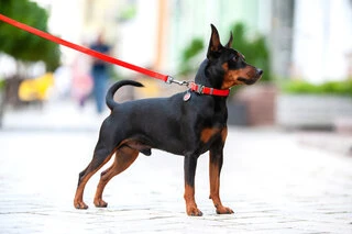 Нашийник для собак водостійкий WAUDOG Waterproof з QR-паспортом, металевою пряжкою-фастекс, Ш 20 мм, Дл 24-40 см, червоний