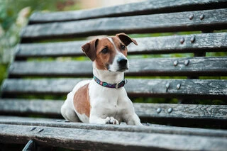 Ошейник для собак кожаный WAUDOG Design с QR паспортом, рисунок "Лето", Ш 12 мм, Дл 21-29 см, черный