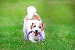 Тренувальний снаряд для собак PULLER Mini, діаметр 18см