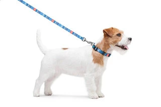 Нашийник для собак нейлоновий WAUDOG Nylon з QR паспортом, малюнок "Етно синій", пластиковий фастекс, Ш 15 мм, Дл 23-35 см