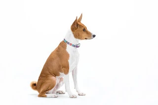 Нашийник для собак шкіряний WAUDOG Design з QR паспортом, малюнок "Літо", Ш 20 мм, Дл 30-39 см, білий