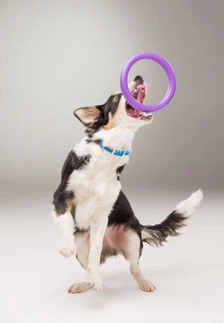 Тренувальний снаряд для собак PULLER Mini, діаметр 18см