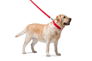 Повідок для собак шкіряний WAUDOG Glamour, Ш 25 мм, Дл 122 см, червоний