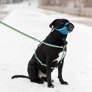Анатомічний H-подібний нашийник для собак WAUDOG Nylon з QR-паспортом, малюнок "Colors of freedom", пластиковий фастекс, L, Ш 25 мм, А 50-90, В 60-100