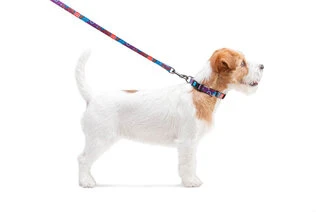 Поводок для собак нейлоновий WAUDOG Nylon, малюнок "Літо", Ш 15 мм, Дл 122 см