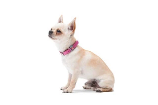 Ошейник для собак кожаный WAUDOG Classic, Ш 12 мм, Дл 19-25 см, розовый