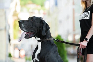 Поводок "EVOLUTOR" (ширина 25 мм, длина 210 см), черный