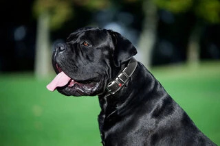 Ошейник для собак кожаный WAUDOG Soft с QR паспортом, Ш 2,5 см, Дл 38-49 см